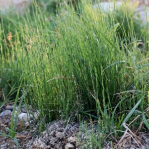 Equisetum scirpoides - Vue d'ensemble