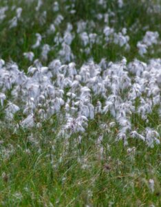 Eriophorum angustifolium - Vue d'ensemble