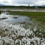 Eriophorum angustifolium - Vue d'ensemble