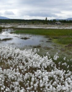 Eriophorum angustifolium - Vue d'ensemble