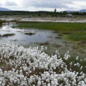 Eriophorum angustifolium - Vue d'ensemble