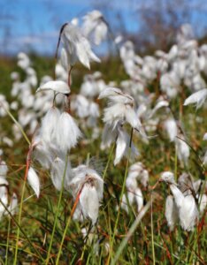 Eriophorum angustifolium - Fleurs