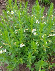 Gratiola officinalis - Vue d'ensemble