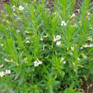 Gratiola officinalis - Vue d'ensemble