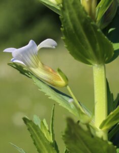 Gratiola officinalis - Fleur