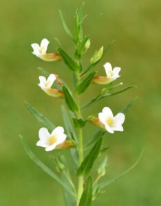 Gratiola officinalis - Fleur