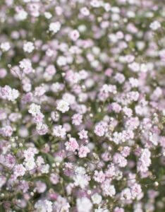 Gypsophila Rosenschleier – Gypsophile - Fleurs