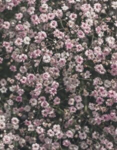 Gypsophila Rosenschleier – Gypsophile - Vue d'ensemble