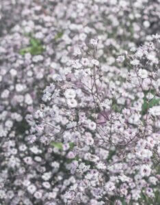 Gypsophila Rosenschleier – Gypsophile - Vue d'ensemble