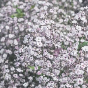 Gypsophila Rosenschleier – Gypsophile - Vue d'ensemble