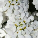 Iberis sempervirens Schneeflocke - Vue d'ensemble