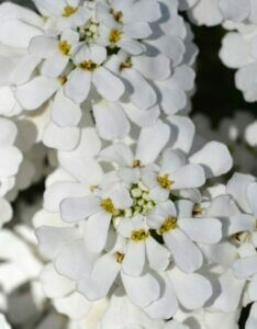 Iberis sempervirens Schneeflocke - Vue d'ensemble