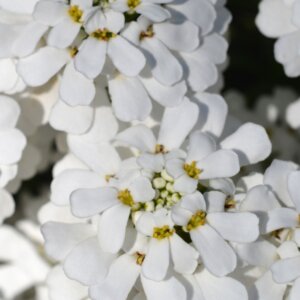 Iberis sempervirens Schneeflocke - Vue d'ensemble