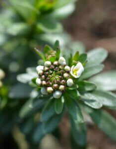 Iberis sempervirens Schneeflocke - Bourgeon fleurissant