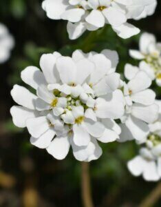 Iberis sempervirens Schneeflocke - Fleur