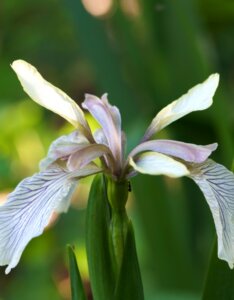 Iris foetidissima - Fleur