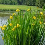 Iris pseudacorus - Vue d'ensemble