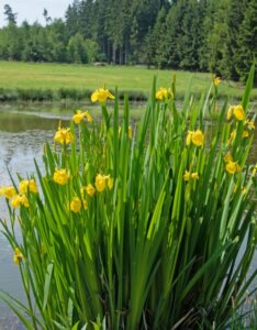 Iris pseudacorus - Vue d'ensemble