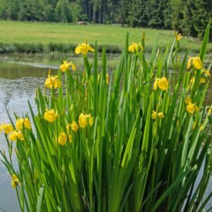 Iris pseudacorus - Vue d'ensemble