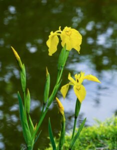 Iris pseudacorus - Fleur