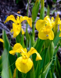 Iris pseudacorus - Fleurs
