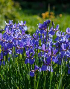 Iris sibirica - Vue d'ensemble