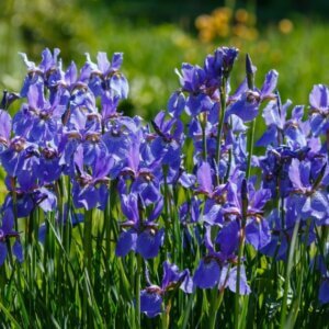 Iris sibirica - Vue d'ensemble