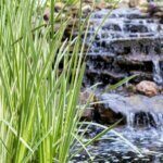 Acorus calamus - Vue d'ensemble