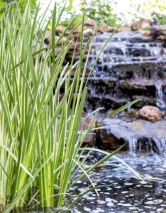 Acorus calamus - Vue d'ensemble