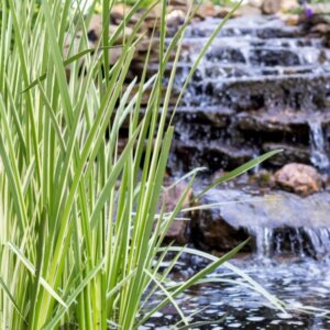 Acorus calamus - Vue d'ensemble