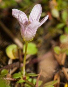 Anagallis tenella - Fleur