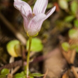 Anagallis tenella - Fleur