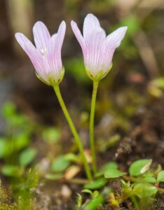 Anagallis tenella - Fleurs