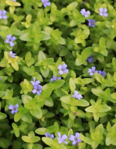 Bacopa caroliniana - Vue d'ensemble