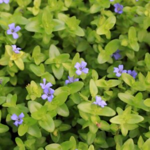 Bacopa caroliniana - Vue d'ensemble