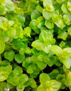 Bacopa caroliniana - Feuillage