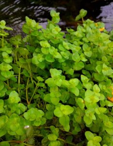 Bacopa caroliniana - Feuillage