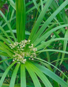 Cyperus alternifolius - Fleur