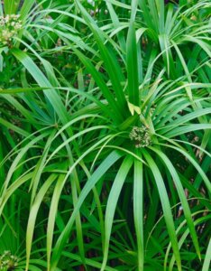 Cyperus alternifolius - Feuillage