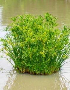 Cyperus alternifolius - Vue d'ensemble