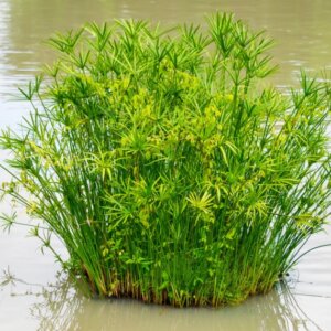 Cyperus alternifolius - Vue d'ensemble