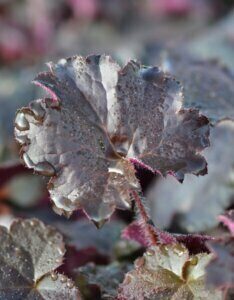 Heuchera micrantha Palace Purple - Feuille