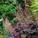 Heuchera micrantha Palace Purple - Vue d'ensemble