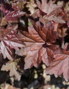 Heuchera micrantha Palace Purple - Feuillage