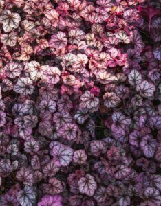 Heuchera Obsidian - Vue d'ensemble