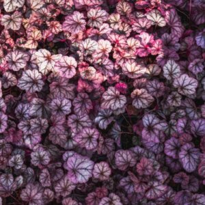 Heuchera Obsidian - Vue d'ensemble