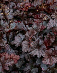 Heuchera Obsidian - Feuilles