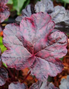 Heuchera Obsidian - Feuille
