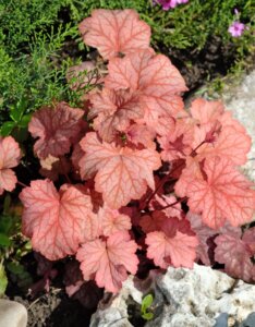 Heuchera Paprika - Feuillage