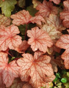 Heuchera Paprika - Feuillage